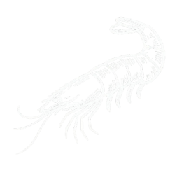 Shrimp