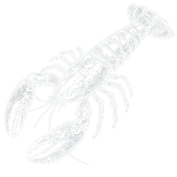 Lobster
